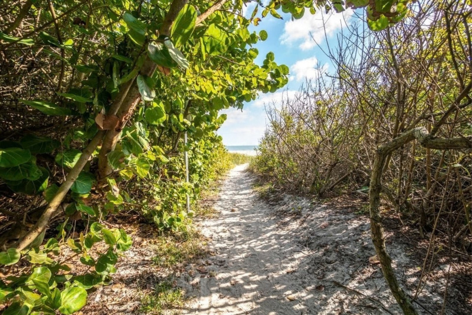 Private beach access path to the Atlantic from Ocean Woods
