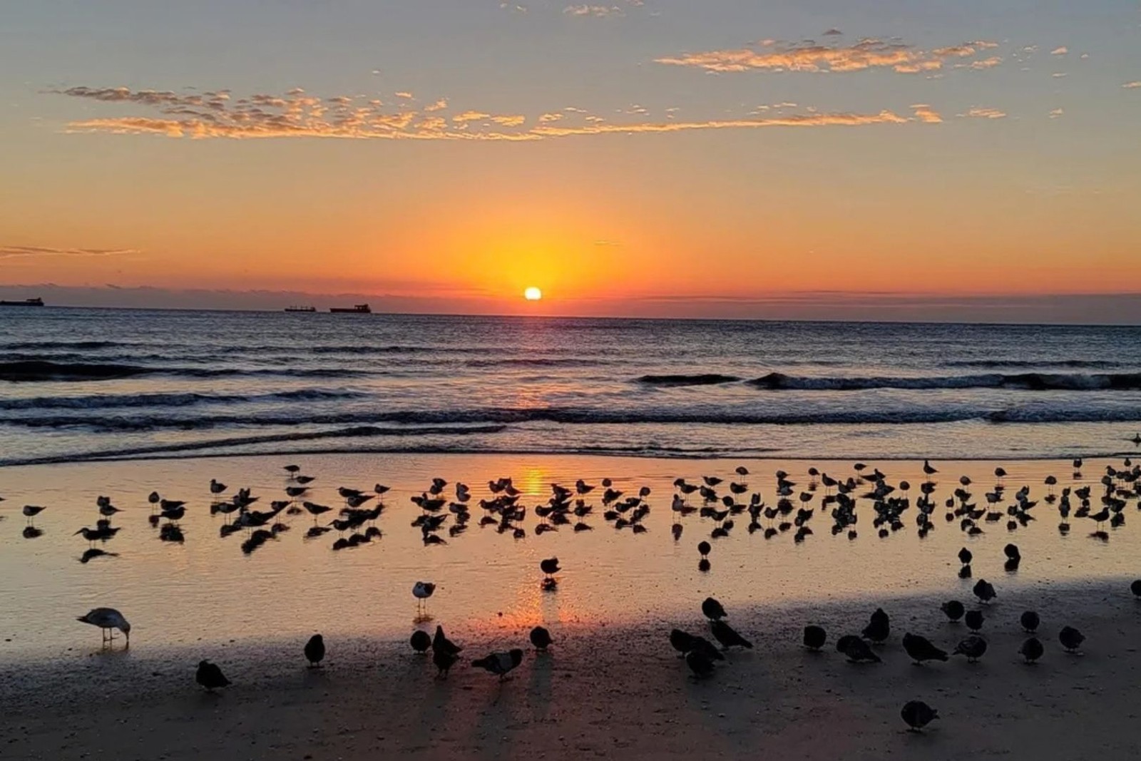 Sunrise over the Atlantic with shorebirds on Cocoa Beach
