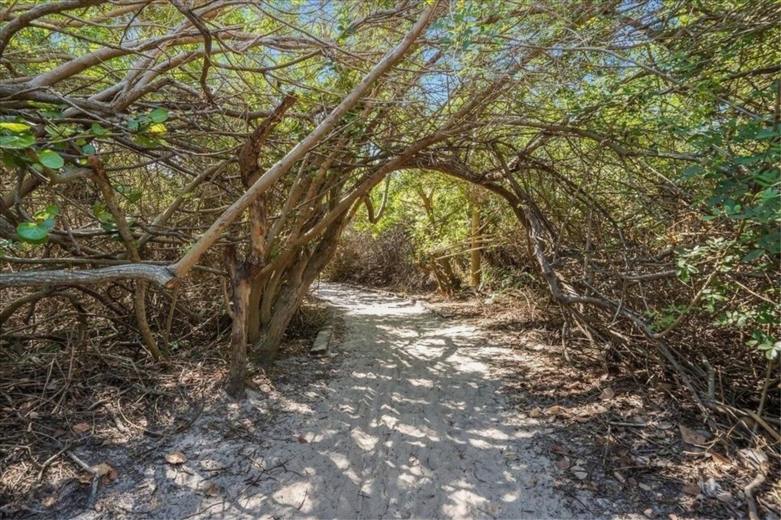 Shaded trail under live oaks in Ocean Woods