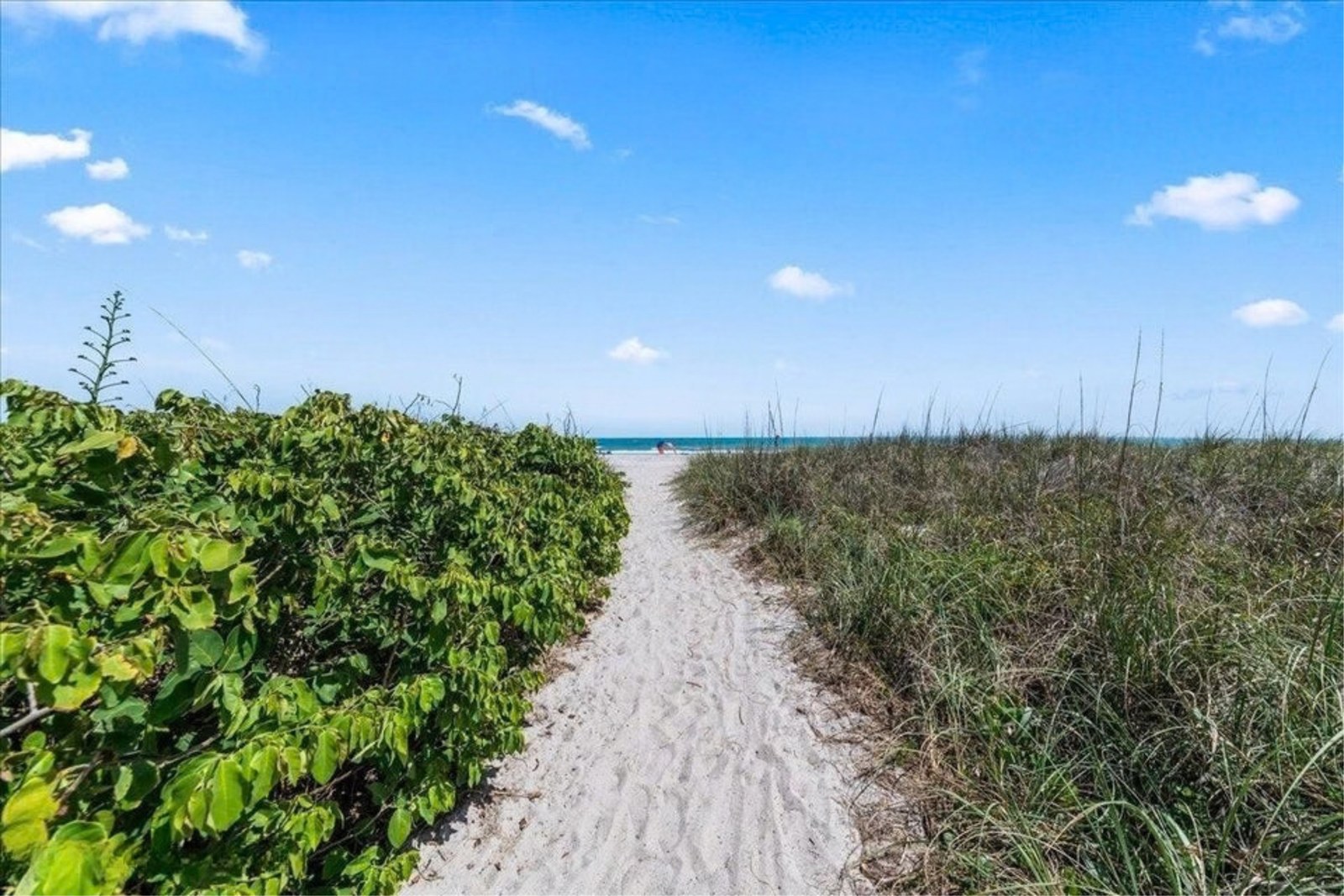 Ocean Woods community path through sea grapes to the beach in Cape Canaveral