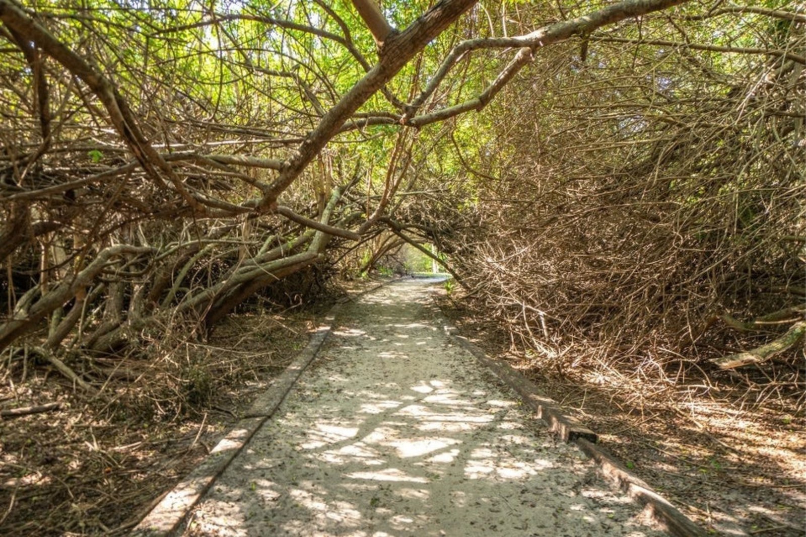 Live oak canopy over the walking path in Ocean Woods, Cape Canaveral