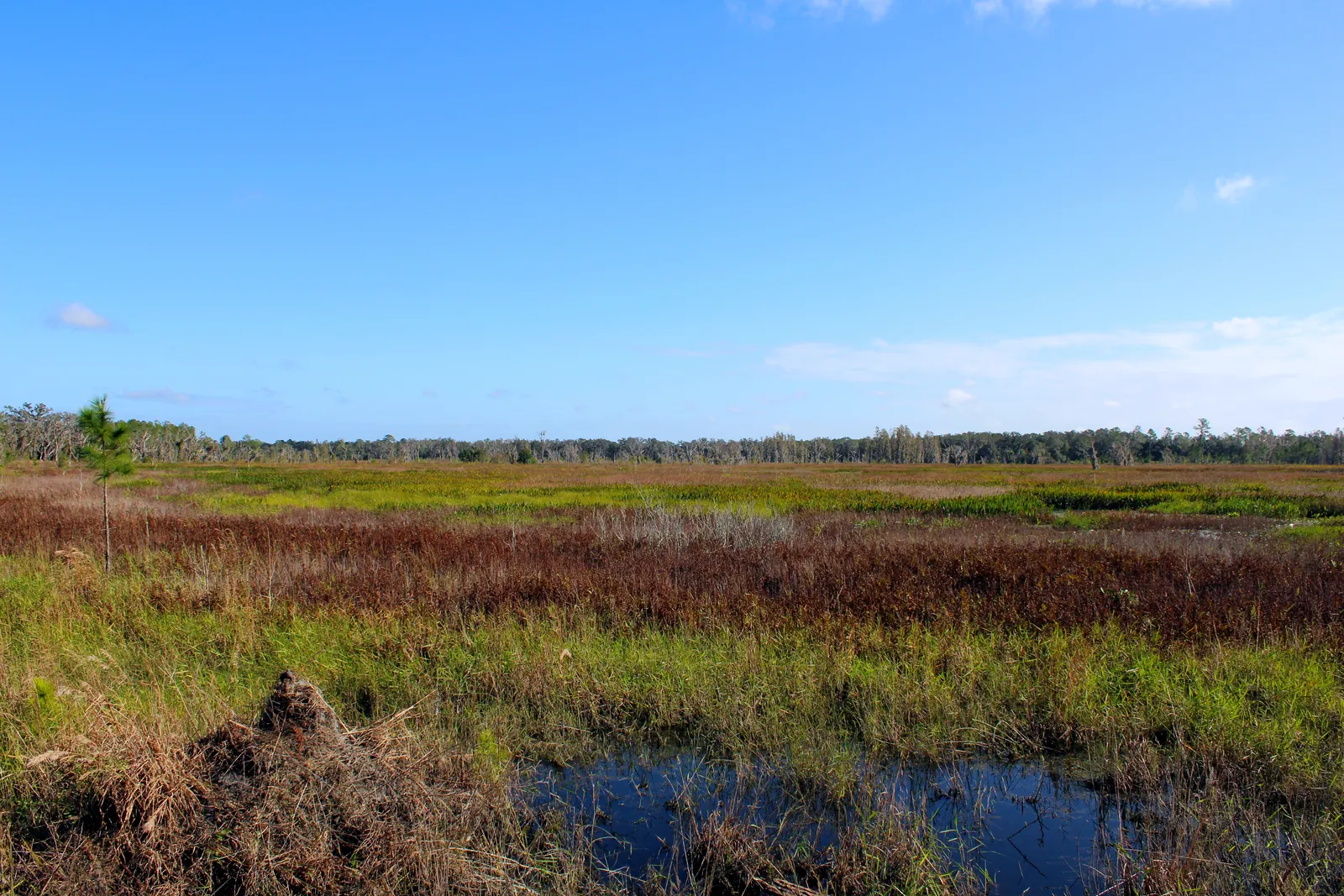 Open wetland and cypress in Florida's Green Swamp, the wilderness that borders Groveland FL
